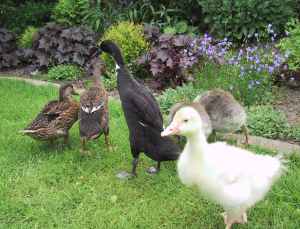 Unsere Enten- und Gnsekcken