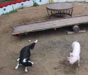 Moni und Susi spielen in der Auenmanege