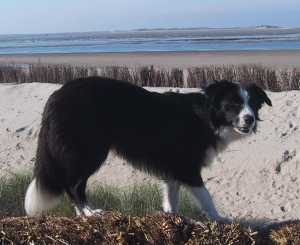 Moni auf der Insel Fhr