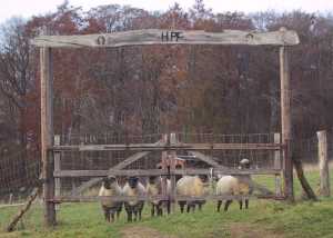 Wollen unsere 5 Schafe etwa ausgehen?