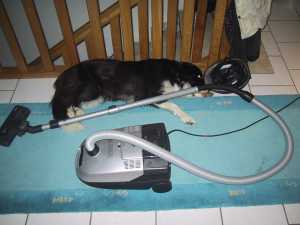 Der Staubsauger gehrt dazu