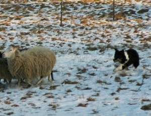 Dusty htet seine Schafe bei unserem Besuch