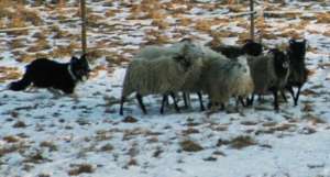 Dusty htet seine Schafe bei unserem Besuch