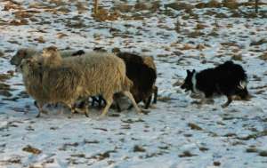 Dusty htet seine Schafe bei unserem Besuch