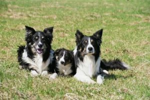 Dusty, Joschi und Merlin