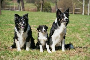 Dusty, Joschi und Merlin
