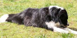 Moni leckt sich das Wasser aus dem Fell nach dem Schwimmen