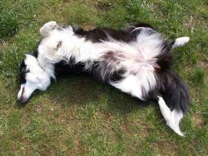 Moni aalte sich heute in der Sonne