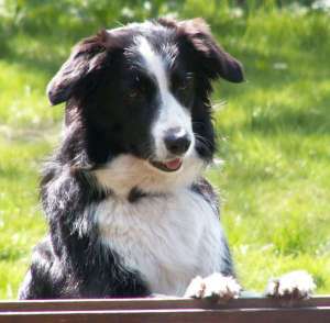 Moni schaut Meerschweinchen