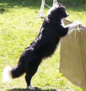 Moni schaut Meerschweinchen