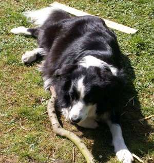 Moni zerkaute einen Stock (frheres Verhalten lebte auf)