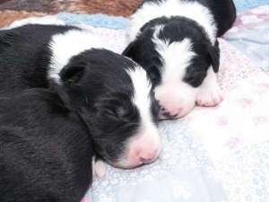 Buddy links und Bounty