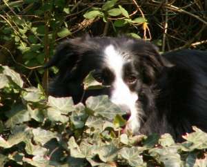 Monis Ersatzhöhle im Efeu