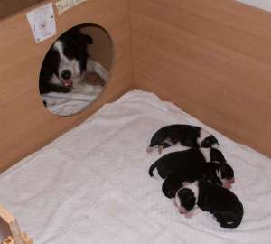 Klettereien für die Kleinen