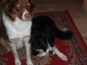 300Etwas abgekmpft!.JPG