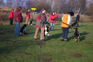300Amely bei der Leinenfhrigkeit in Wolfsburg.jpg