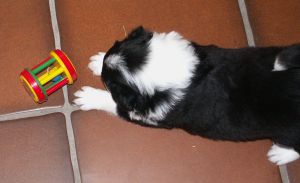 Bingo mit der fürchterlichen Rassel