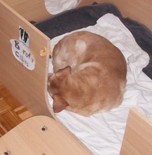 Die Wurfkiste ist ein allseits beliebter Schlafplatz