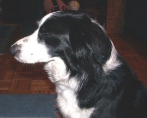 Moni schlft im Sitzen