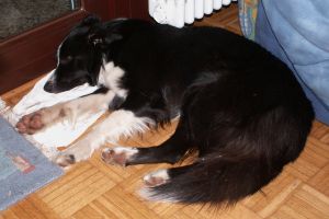 Amigo schlft auf Monis Lieblingsplatz an der Terrassentr