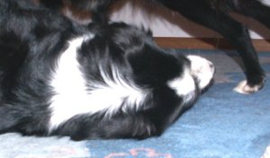 Moni spielt mit Dala