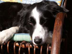 Mittagsruhe in der Frhlingssonne