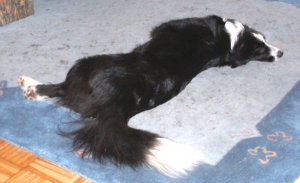 verknickter Moni-Hund...und das ist bequem???