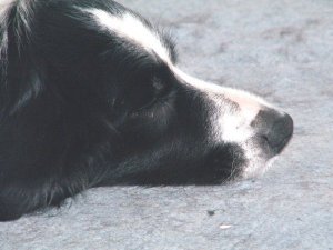 manchmal bevorzugt Moni den weichen Teppich zum Schlafen
