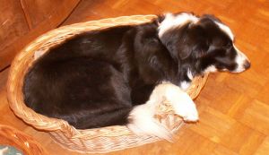 Moni findet noch Platz im kleinsten Krbchen