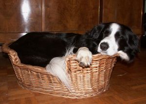 Moni findet noch Platz im kleinsten Krbchen