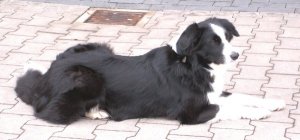 Moni schlft bei der Ablage (ben fr BH)