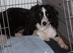 wenn ich in der Kche bin, schlft sie in der Box