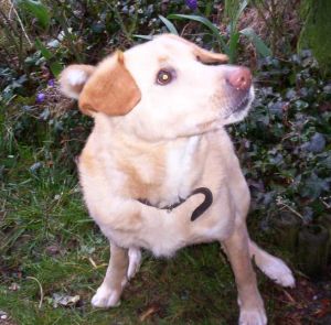 Geburtstag: Hast du noch eine leckere Waffel?