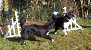 Moni beim Hpf ber eine Minihrde: Gartenagility