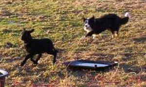 Moni htet nun auch die Lmmer