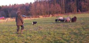 Moni beim Hten (nach dem Shedding)