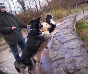 Wir sehen...Prriehunde