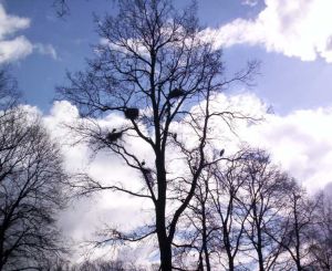 Strche in einem Baum des Tierparkes