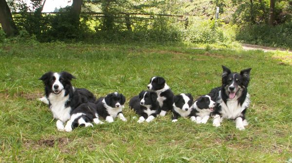 Mama Moni mit Bonita, Bingo, Bijou, Buddy, Ben, Bounty und Papa Dusty