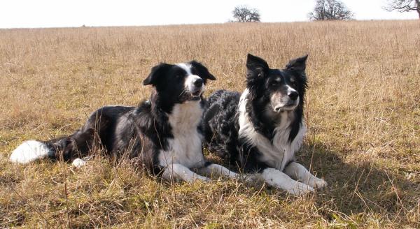 Moni und Dusty haben geheiratet