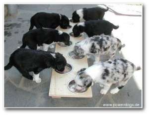 D-Wurf with the Spirit of the Hawk