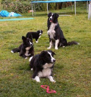 Moni, Dala, Bijou und Amigo