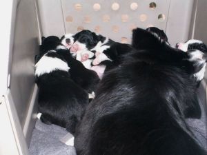 Dala weckt sie wieder auf!