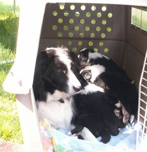 Moni säugt alle in der Hundebox im Garten