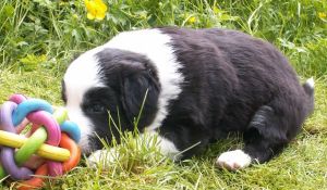 Ben Bravery ist 4 Wochen alt 