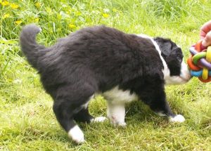 Ben Bravery ist 4 Wochen alt 