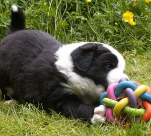 Ben Bravery ist 4 Wochen alt 