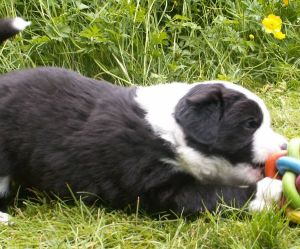 Ben Bravery ist 4 Wochen alt 