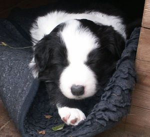 Ben Bravery ist 4 Wochen alt 