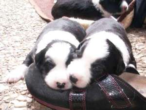 Ben rechts, Bonita links